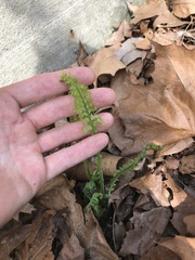 Matteuccia struthiopteris