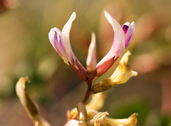 Astragalus preussii