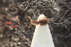 Monotoma longicollis