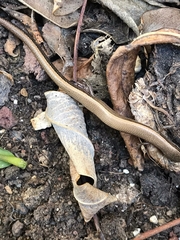 Ablepharus rueppellii