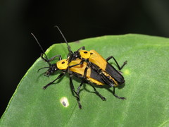 Chauliognathus heros