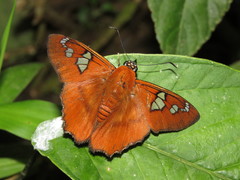 Myscelus perissodora