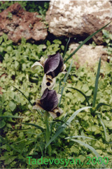 Iris grossheimii