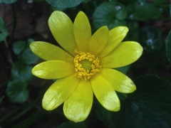 Ficaria verna ficariiformis