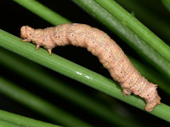 Gnophos furvata
