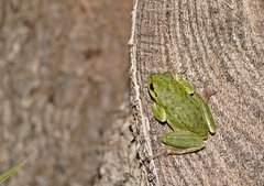 Hyla sarda