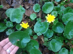 Ficaria verna ficariiformis