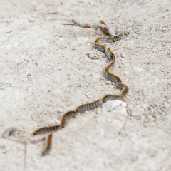 Thaumetopoea pityocampa