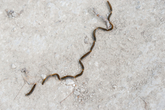 Thaumetopoea pityocampa