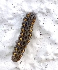 Bryophila ereptricula