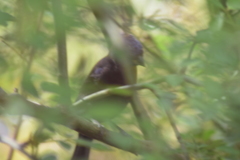 Passerina versicolor