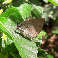 Parrhasius polibetes