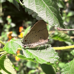 Parrhasius polibetes