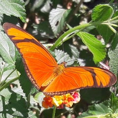 Dryas iulia alcionea