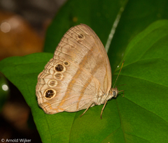 Cissia