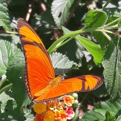 Dryas iulia alcionea