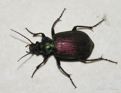 Calosoma alternans