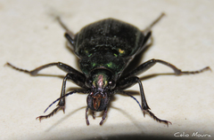 Calosoma alternans