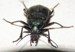 Calosoma alternans