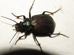 Calosoma alternans