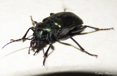Calosoma alternans