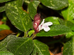 Herpetacanthus