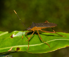 Leptoscelis elongator