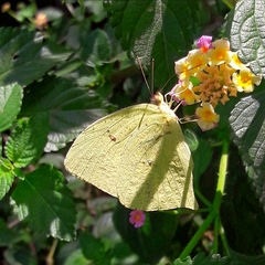 Phoebis neocypris neocypris