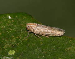 Achilidae