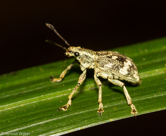 Mimographus