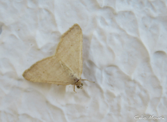 Lepidoptera