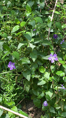 Vinca major