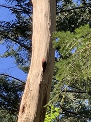 Sphyrapicus ruber