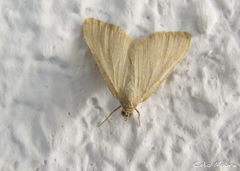 Lepidoptera