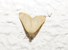 Lepidoptera