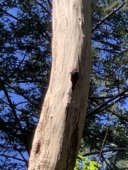 Sphyrapicus ruber
