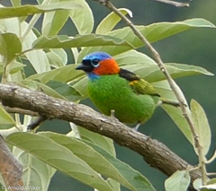 Tangara cyanocephala