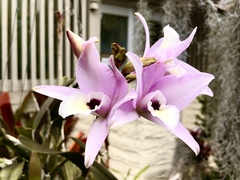 Laelia