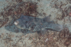 Arothron caeruleopunctatus