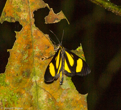 Cyllopoda claudicula