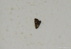 Lepidoptera