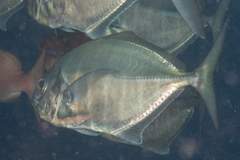 Uraspis helvola