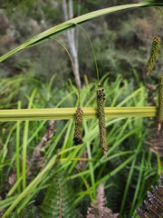 Carex geminata