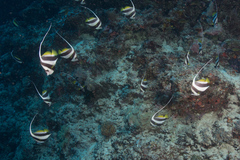 Heniochus diphreutes