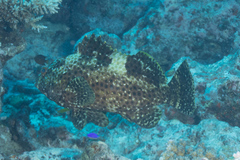 Epinephelus maculatus