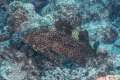 Epinephelus maculatus