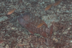 Lethrinus erythracanthus