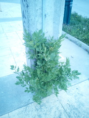 Levisticum officinale