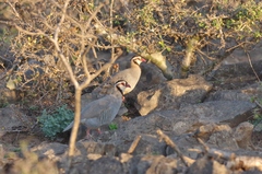 Alectoris melanocephala