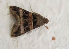 Melipotis